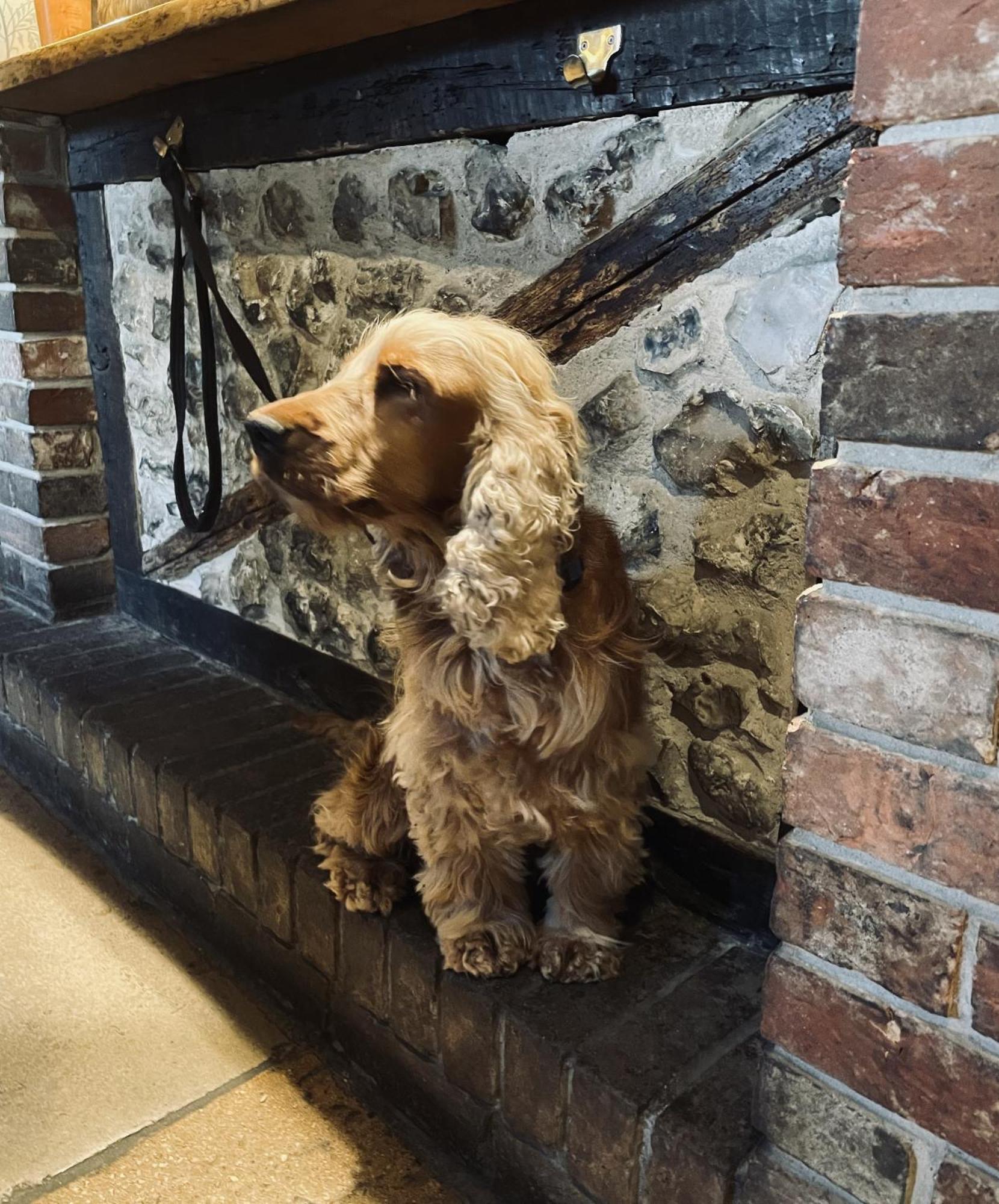 The Greyhound Inn Sydling St Nicholas Ngoại thất bức ảnh